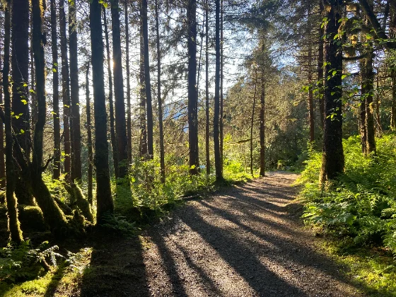 Forest trail at sunrise